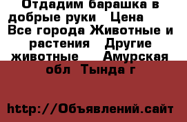 Отдадим барашка в добрые руки › Цена ­ 1 - Все города Животные и растения » Другие животные   . Амурская обл.,Тында г.